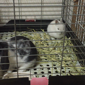 ロップイヤーとネザーランドの画像