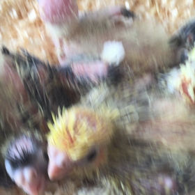 オカメインコとロップイヤーの画像