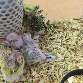 羽衣セキセイインコの画像