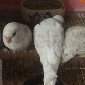 ファローセキセイの画像