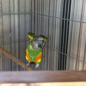 ネズミガシラハネナガインコの画像