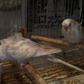 ファロー羽衣セキセイインコの画像