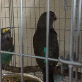 ムラクモインコのペアの画像