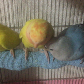 コザクラインコオパーリンの画像