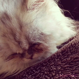 ねむそうの画像