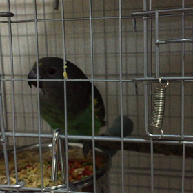 ムラクモインコの画像