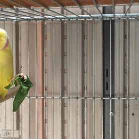 ワカケホンセイインコの画像