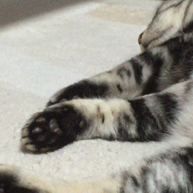 波打つ肉球の画像