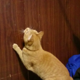 猫じゃらしの画像