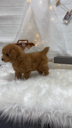 プードルベビー！かわいいトマトくんですの記事動画