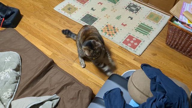 ちゃちゃも輪ゴム好きの記事動画