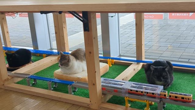 保護猫カフェ　ジオラマ食堂の記事動画