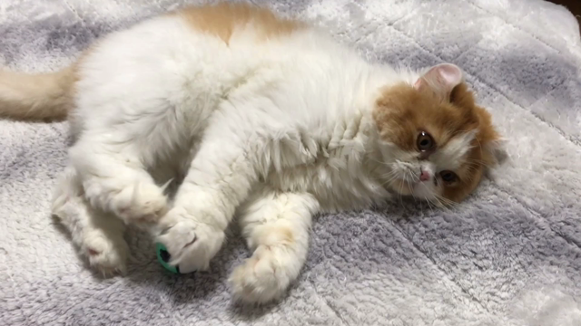 おデブにゃんのやる気ない遊び方とは？の記事動画