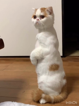 なんだ？！何見つけたんだ？？の記事動画
