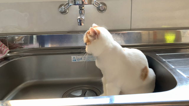 子猫の遊び方。の記事動画