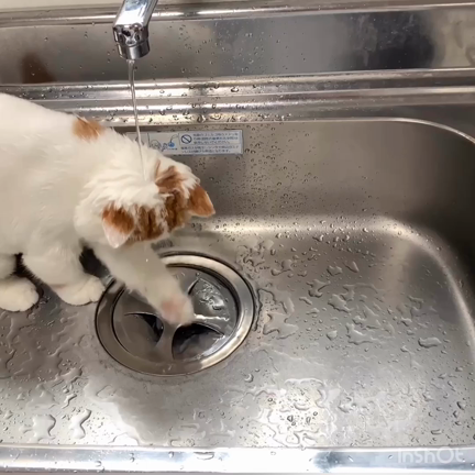 やっぱり子猫は水が好き♪の記事動画