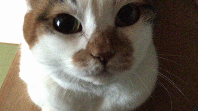 スーパーねこの日！だというのにの記事動画