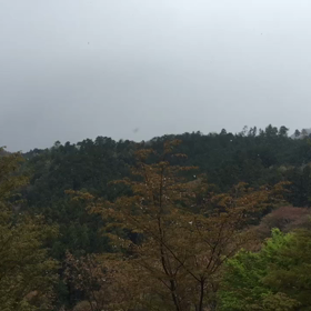 花吹雪の如くの画像