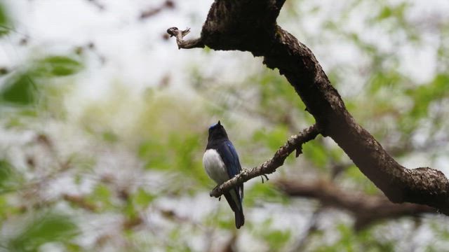 長野の森で出会ったオオルリ！元気に囀っていましたの記事動画