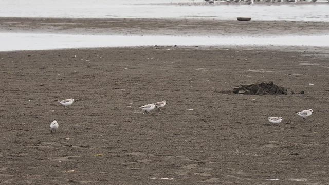 干潟や砂浜にいるポピュラーなシギ類ハマシギの記事動画