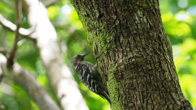 沖縄の定番のキツツキ、リュウキュウコゲラの記事動画