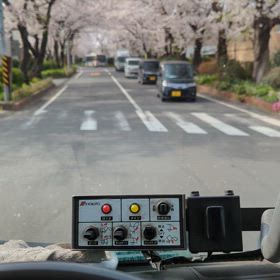 桜のドームの画像