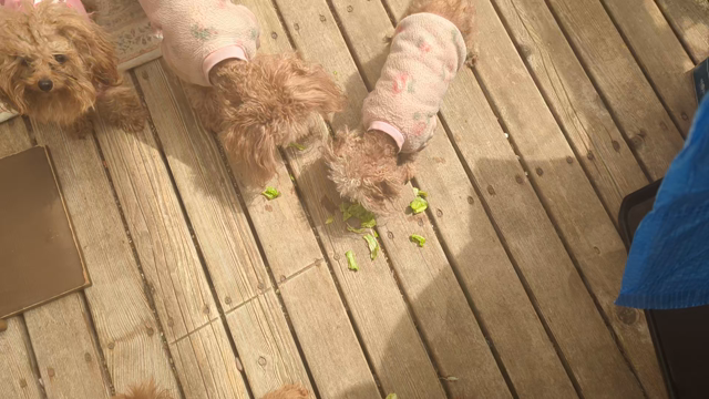 【家庭菜園】犬がキャベツをバク食いします（笑）の記事動画