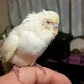 ぴゆきがぐったりしていますの画像