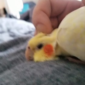 断酒　三日目　ピコを愛でるの画像