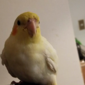 カラオケ教室開きたい!(^^)!の画像