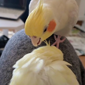 ブログ再開しようかなと思いましての画像
