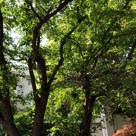 早起きのコツの画像