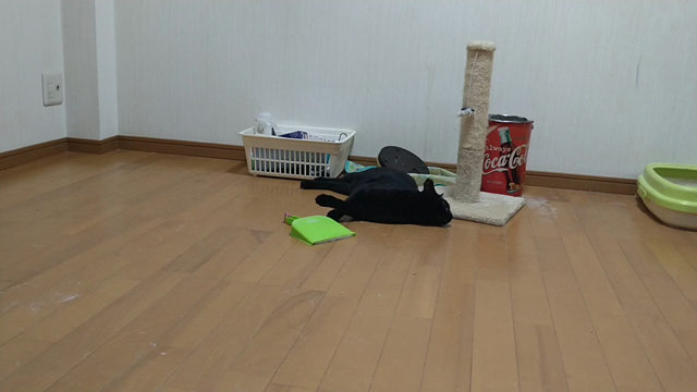 第５５回つるにゃん譲渡会参加猫③の記事動画