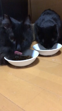 第５３回つるにゃん譲渡会参加猫④の記事動画