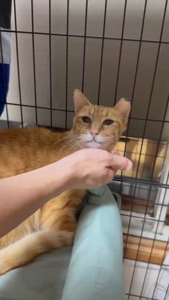 第８７回つるにゃん譲渡会参加猫④の記事動画