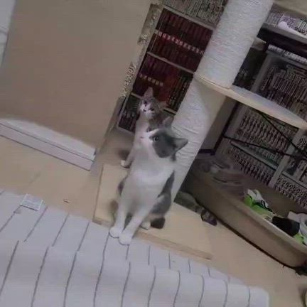第８０回つるにゃん譲渡会参加猫④の記事動画