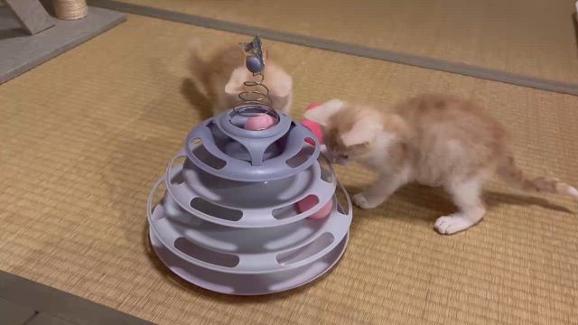 第６７回つるにゃん譲渡会参加猫⑤の記事動画