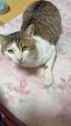 第８７回つるにゃん譲渡会参加猫④の記事動画