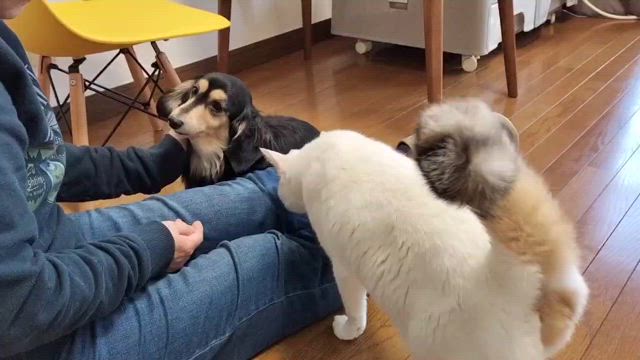 支援のお礼と譲渡会予告？の記事動画
