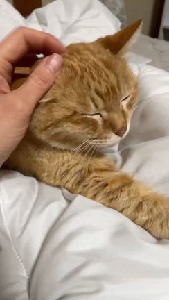 第７６回つるにゃん譲渡会参加猫①の記事動画