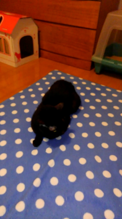 にゃんこ(ФωФ)癌になる⑩の記事動画