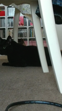 子猫も色々…の記事動画
