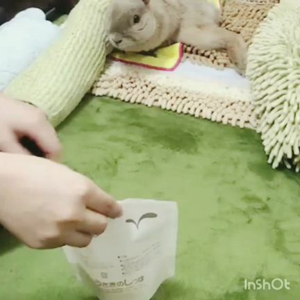 体重が1kgを切ってしまった12歳うさぎの記事動画