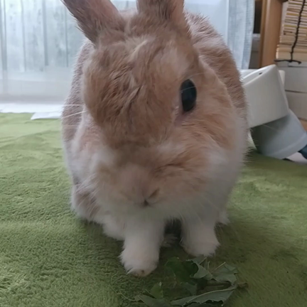 うさぎのおやつに♡乾燥葛の葉を差し上げておりますの記事動画