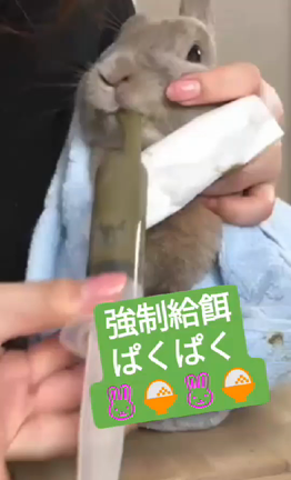 体重が減っていく11歳うさぎの記事動画