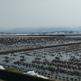 白鳥がの画像