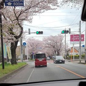桜のトンネルの画像
