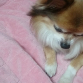 ツンデレサムリンの画像