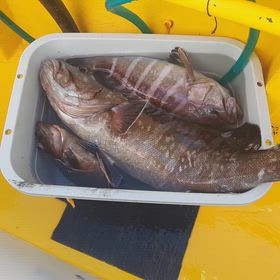 祝日の日７時４３分にまたまた特大ハタ浮上(●´∀｀●キタコレ、キタコレ)キタコレジャイアント級～の画像