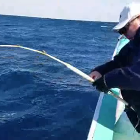 昨日真羽大様4.2㌔頭に6本捕獲動画～⤴^^の画像